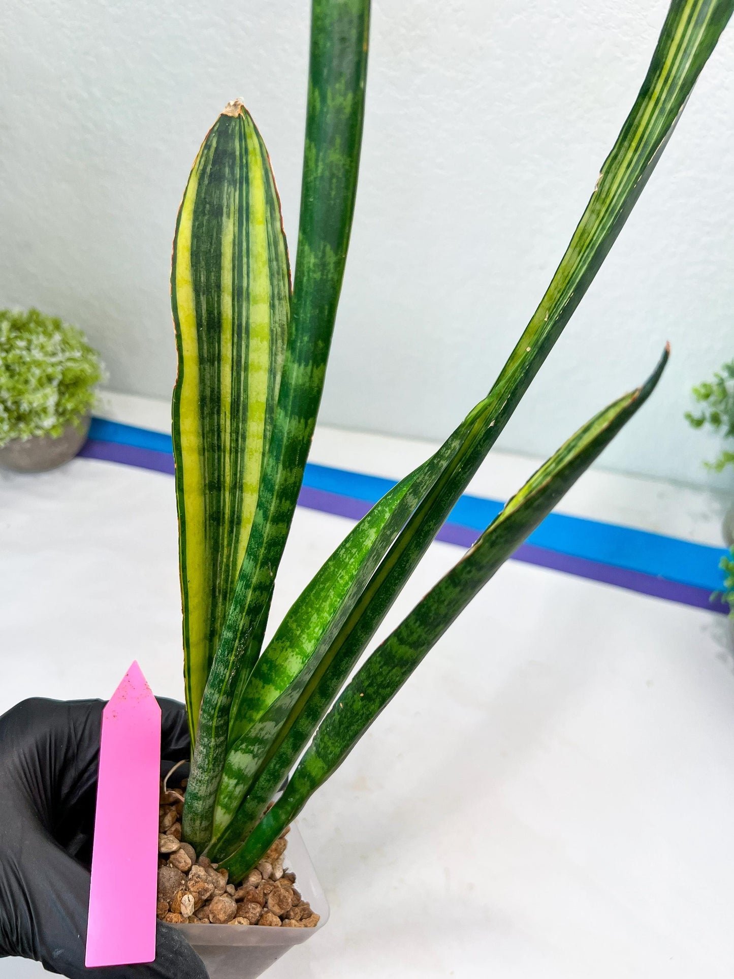 Sansevieria Trifasciata Parva Stick Var | Imported Plants | Rare Hybrid Species