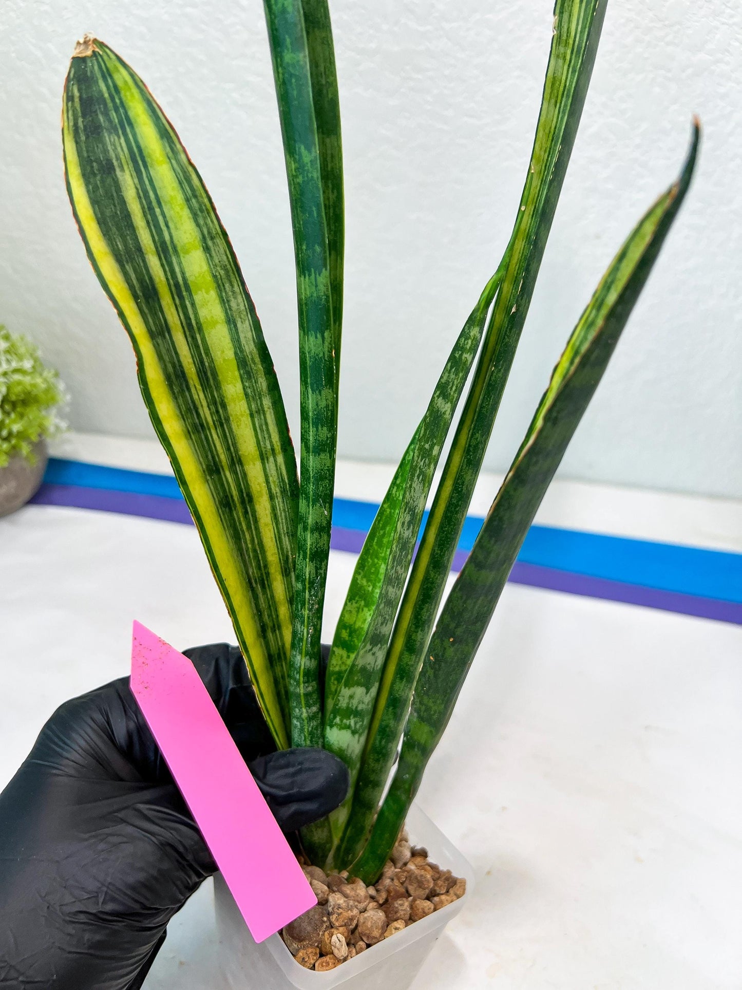 Sansevieria Trifasciata Parva Stick Var | Imported Plants | Rare Hybrid Species