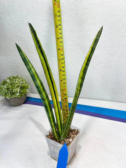 Sansevieria Trifasciata Parva Stick Var | Imported Plants | Rare Hybrid Species
