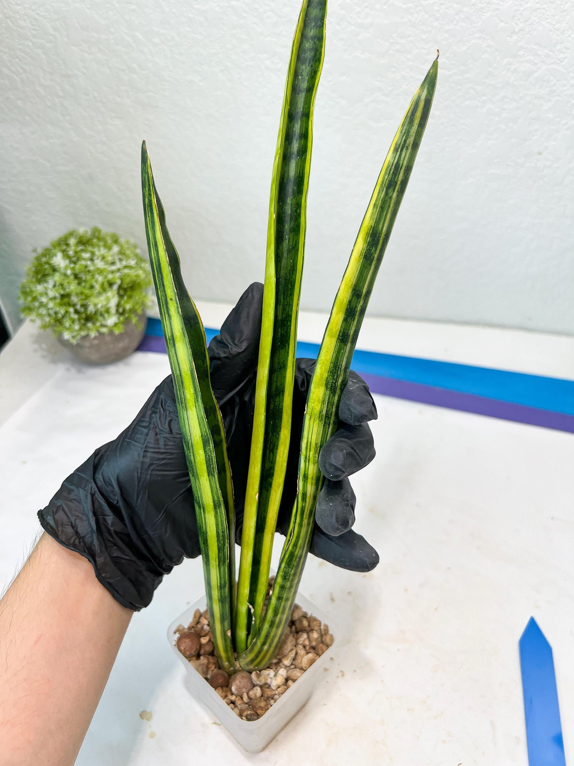 Sansevieria Trifasciata Parva Stick Var | Imported Plants | Rare Hybrid Species