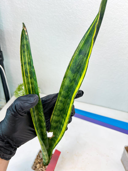 Sansevieria Trifasciata Parva Stick Var (G-R) | Imported Plant