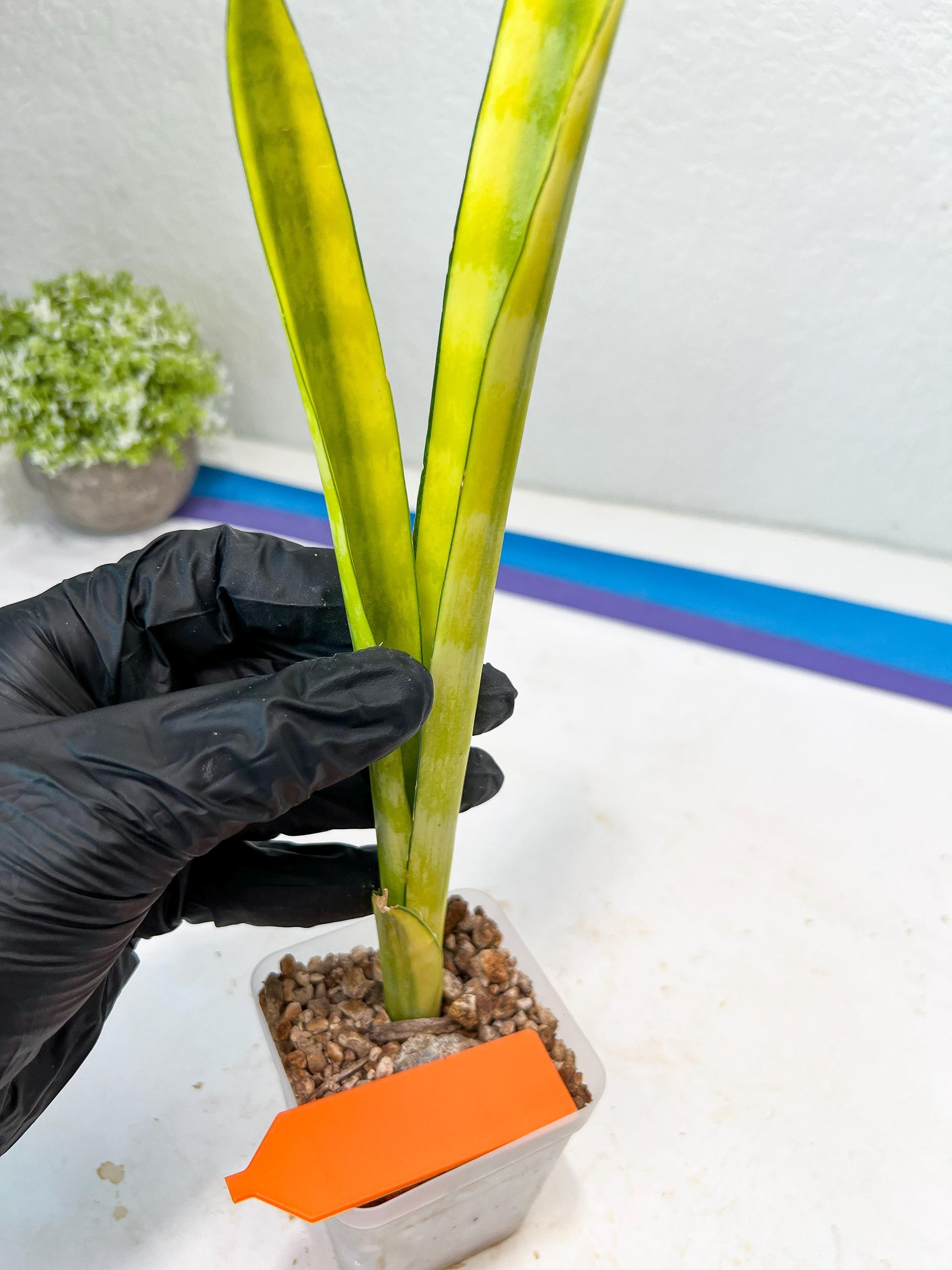 Sansevieria Trifasciata Parva Stick Var (G-R) | Imported Plant