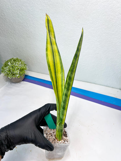 Sansevieria Trifasciata Parva Stick Var (G) | Imported Plant