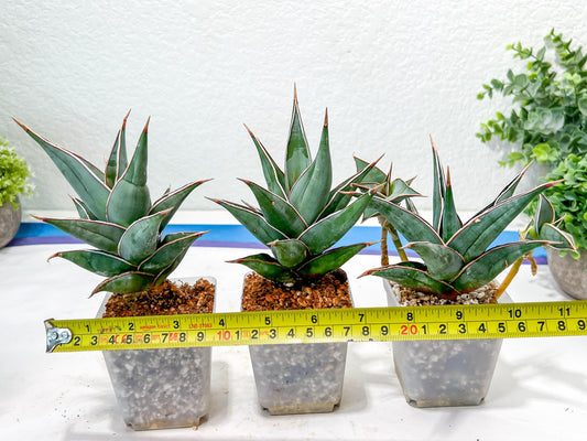 Sansevieria Pinguicula | Walking Sansevieria | Pingu
