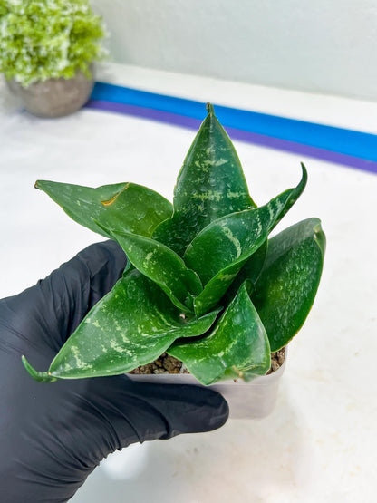Sansevieria Adikara (#Ba1) | Imported Plants | Rare Hybrid Species
