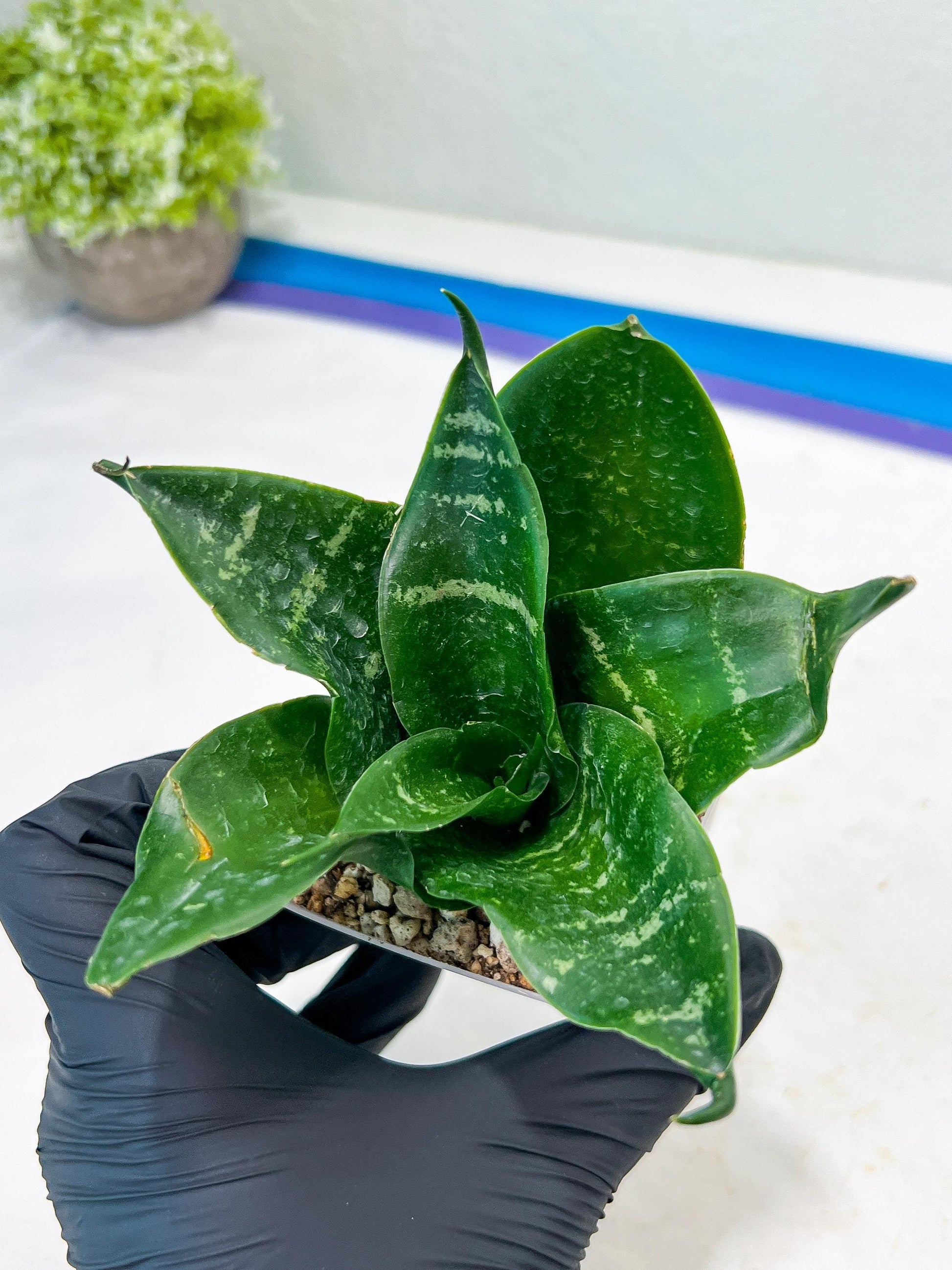 Sansevieria Adikara (#Ba1) | Imported Plants | Rare Hybrid Species
