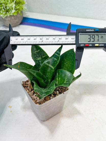 Sansevieria Adikara (#Ba1) | Imported Plants | Rare Hybrid Species