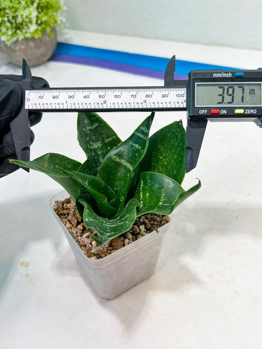 Sansevieria Adikara (#Ba1) | Imported Plants | Rare Hybrid Species
