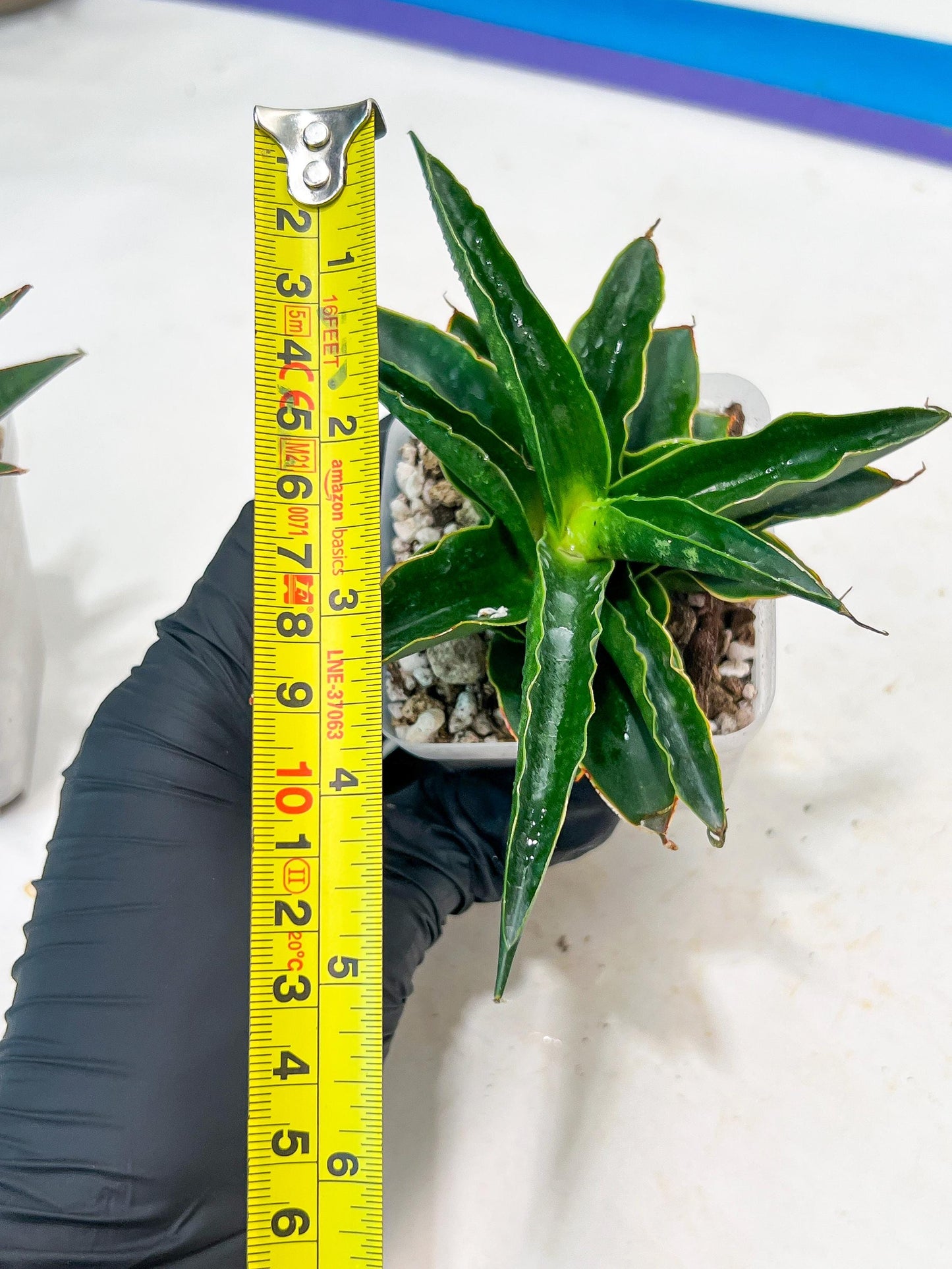 Sansevieria Black Malandi (#Ba6) | Imported Plants | Rare Hybrid Species