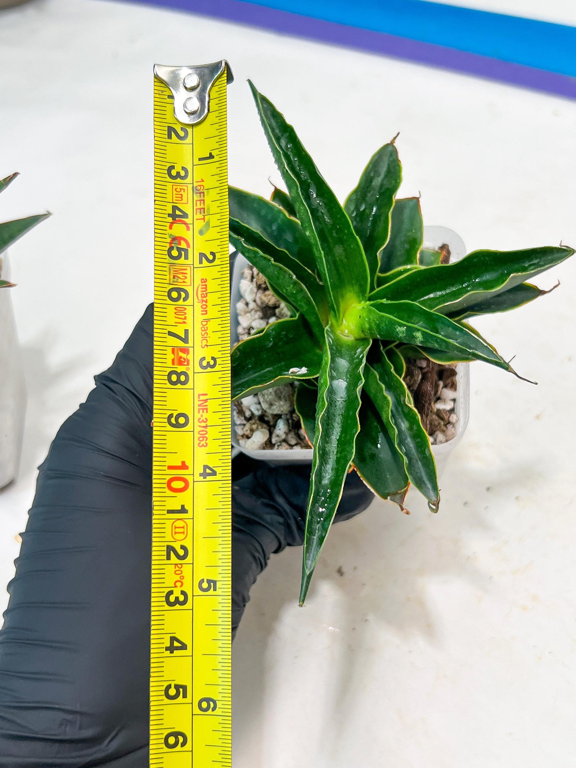 Sansevieria Black Malandi (#Ba6) | Imported Plants | Rare Hybrid Species