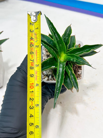 Sansevieria Black Malandi (#Ba6) | Imported Plants | Rare Hybrid Species
