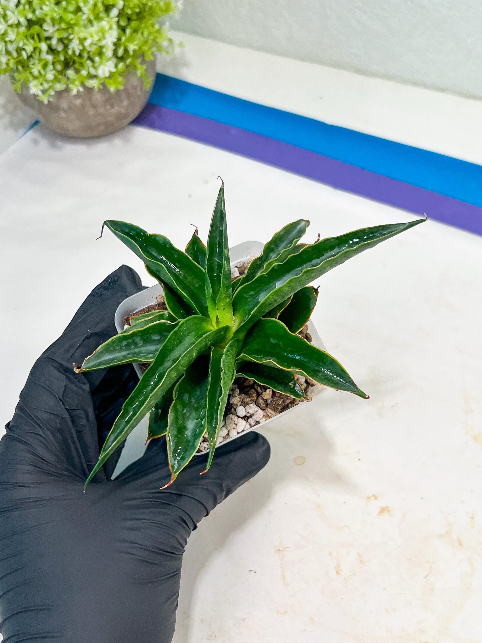 Sansevieria Black Malandi (#Ba6) | Imported Plants | Rare Hybrid Species
