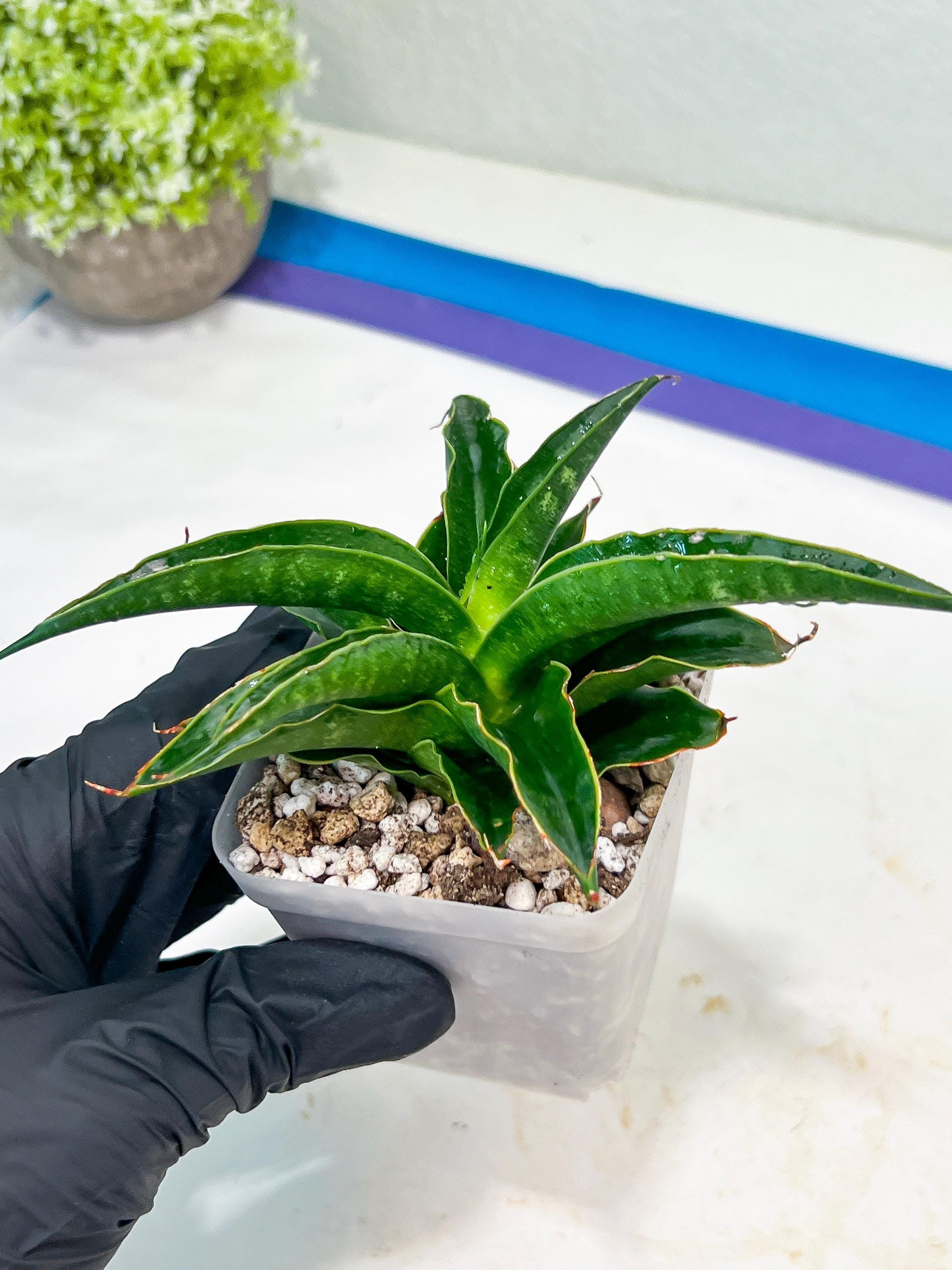 Sansevieria Black Malandi (#Ba6) | Imported Plants | Rare Hybrid Species