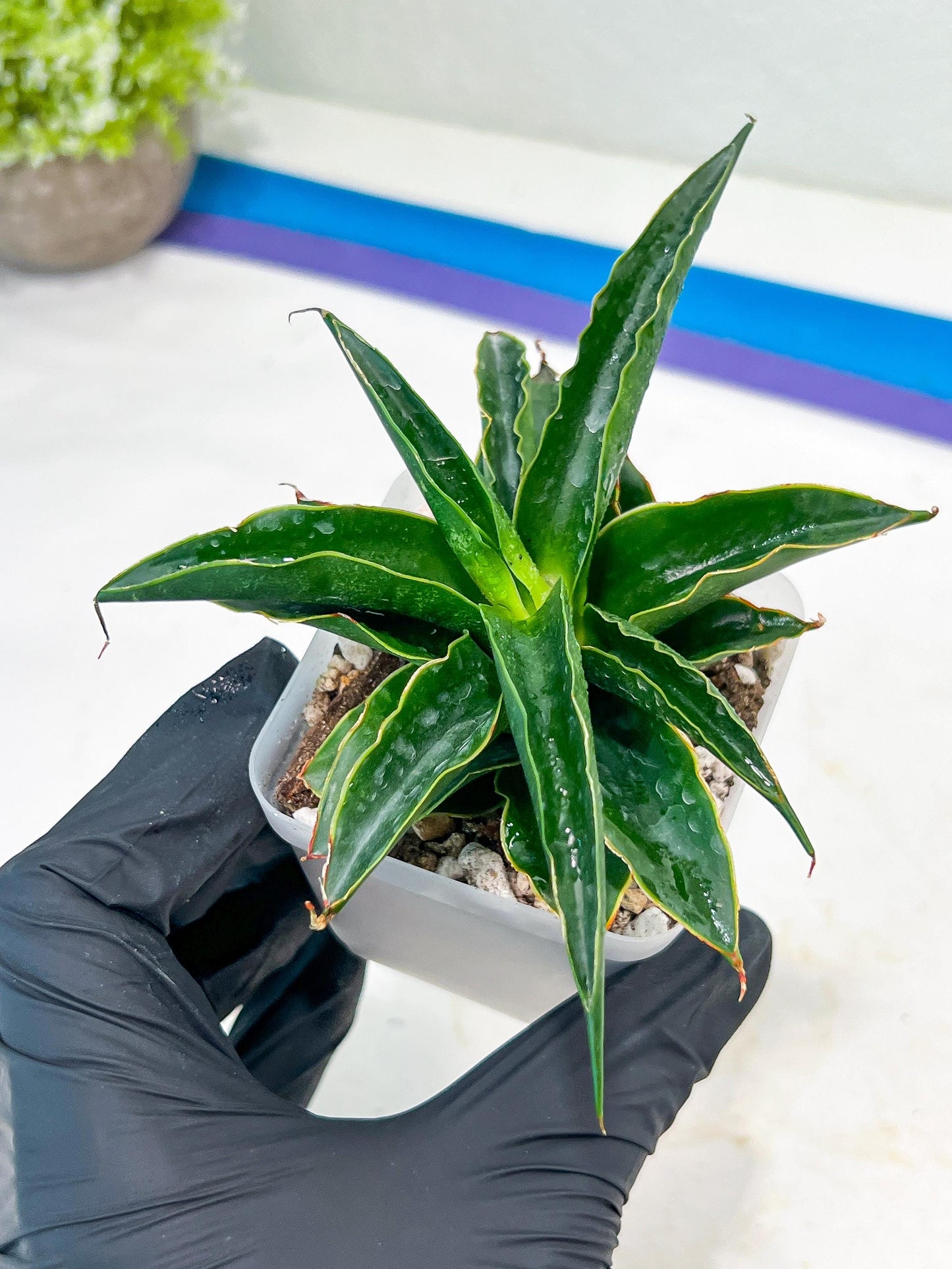 Sansevieria Black Malandi (#Ba6) | Imported Plants | Rare Hybrid Species