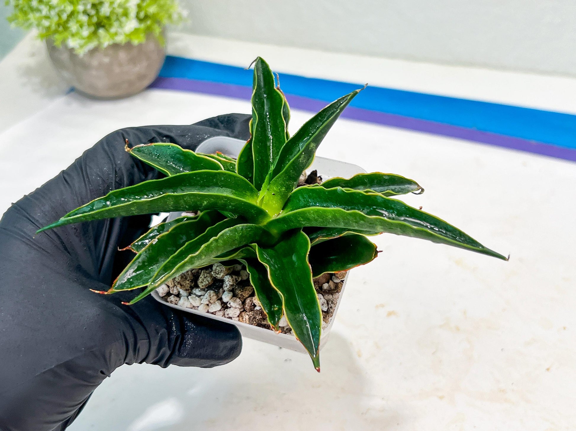 Sansevieria Black Malandi (#Ba6) | Imported Plants | Rare Hybrid Species