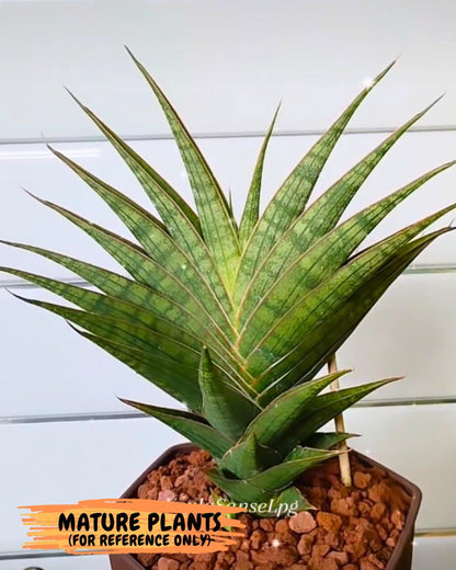 Sansevieria Ballyi x Koko (#Ba5) | Imported Plants | Rare Hybrid Species