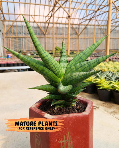 Sansevieria Bona (#Ba7) | Imported Plants | Rare Hybrid Species