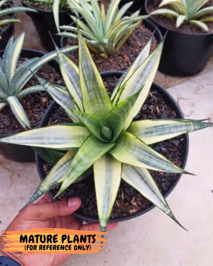 Sansevieria Cordova White (#Ba10) | Imported Plants