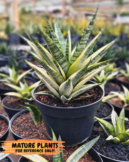 Sansevieria Cordova White (#Ba10) | Imported Plants