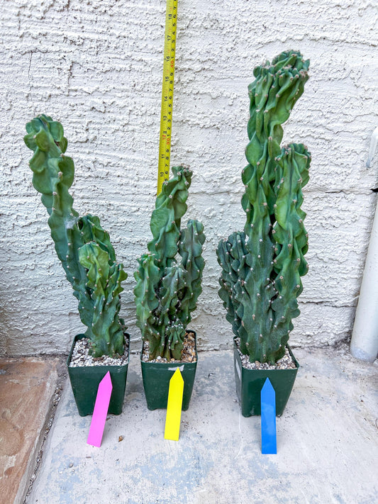 Monstrose Cereus Peruvianus | Apple Cactus | Fully Rooted