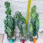Monstrose Cereus Peruvianus | Apple Cactus | Fully Rooted
