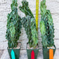 Monstrose Cereus Peruvianus | Apple Cactus | Fully Rooted