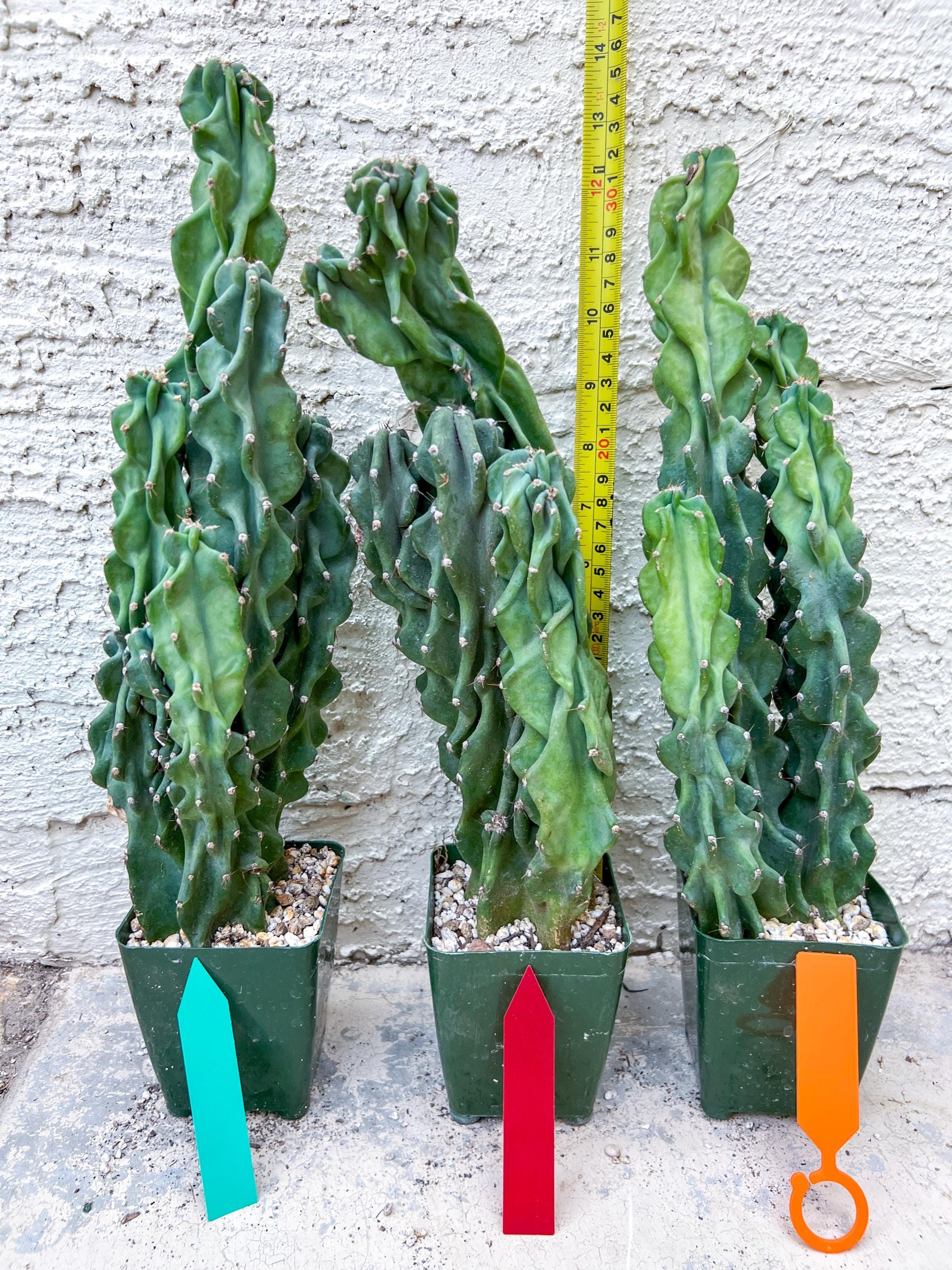 Monstrose Cereus Peruvianus | Apple Cactus | Fully Rooted