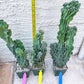 Monstrose Cereus Peruvianus | Apple Cactus | Fully Rooted