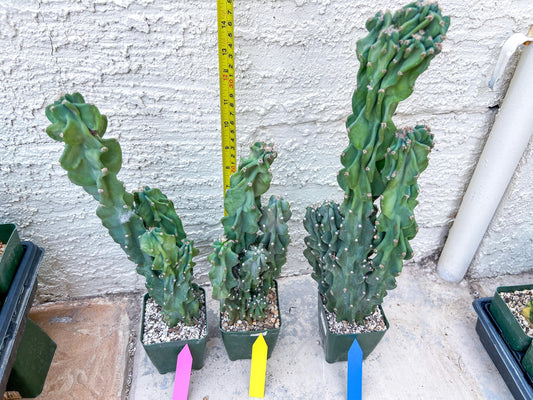 Monstrose Cereus Peruvianus | Apple Cactus | Fully Rooted