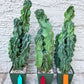 Monstrose Cereus Peruvianus | Apple Cactus | Fully Rooted