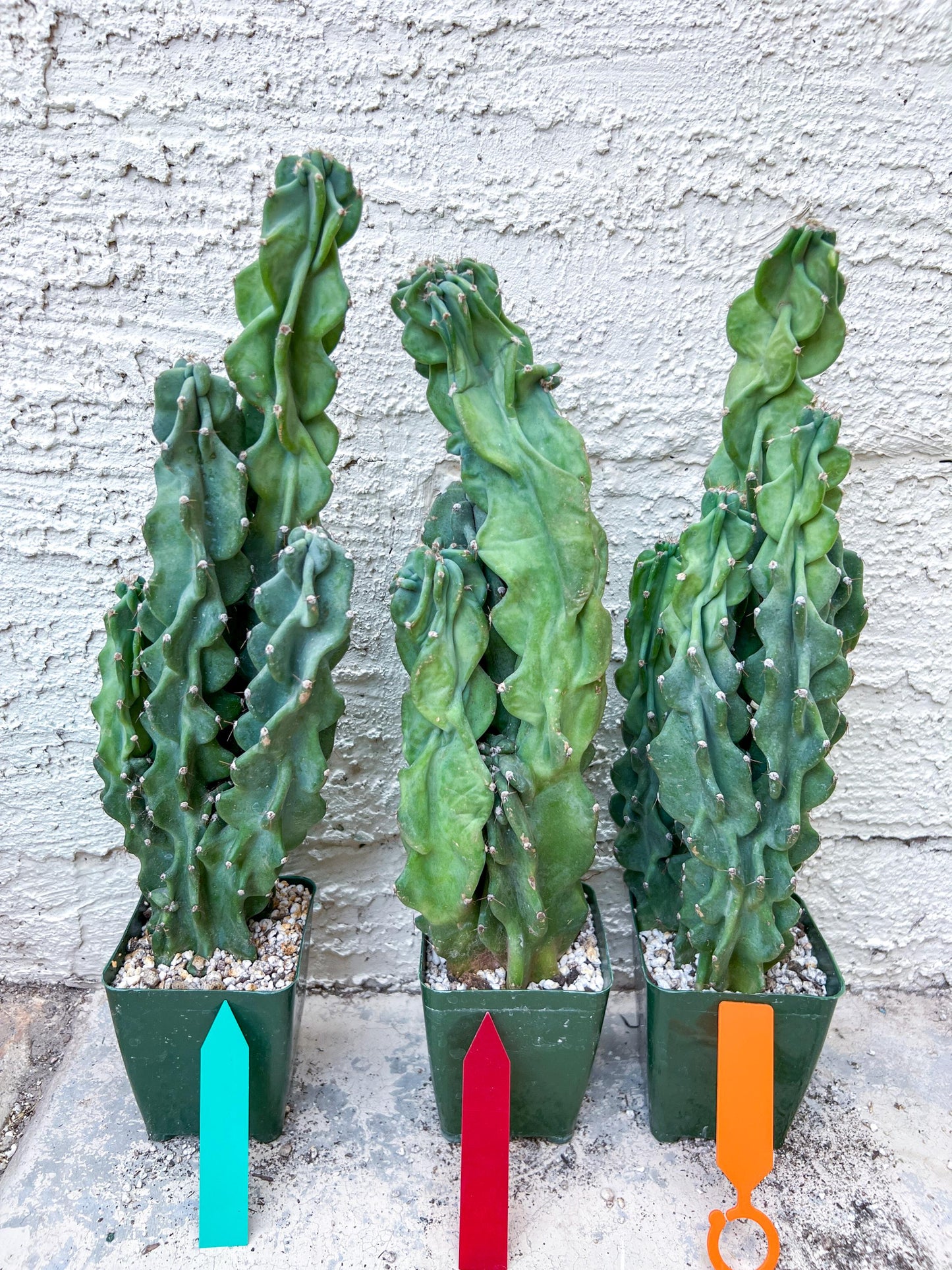Monstrose Cereus Peruvianus | Apple Cactus | Fully Rooted