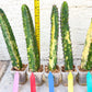 Harrisia Jusbertii Variegated | Imported Cactus | Rare Succulent