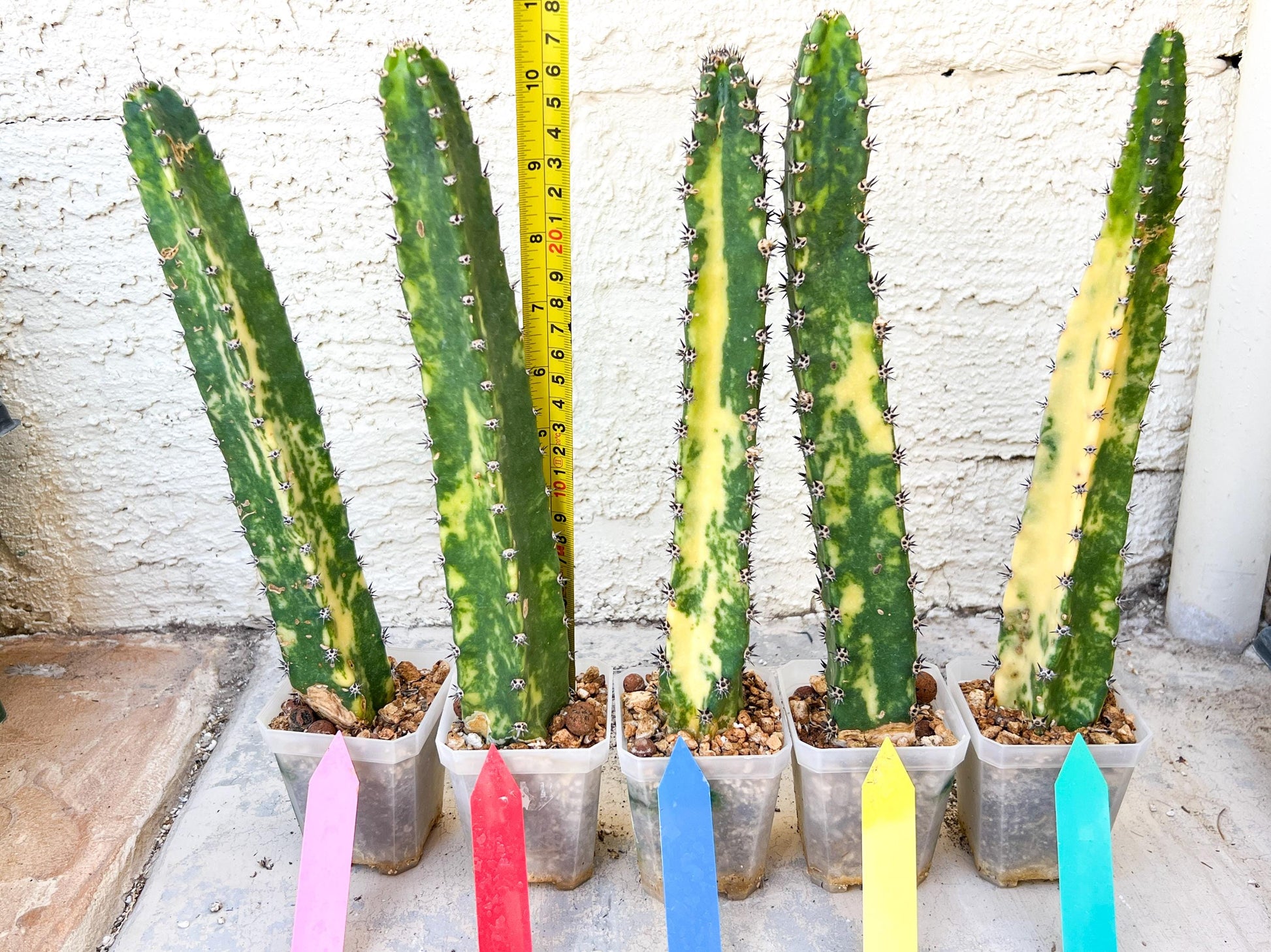 Harrisia Jusbertii Variegated | Imported Cactus | Rare Succulent