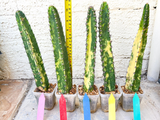 Harrisia Jusbertii Variegated | Imported Cactus | Rare Succulent