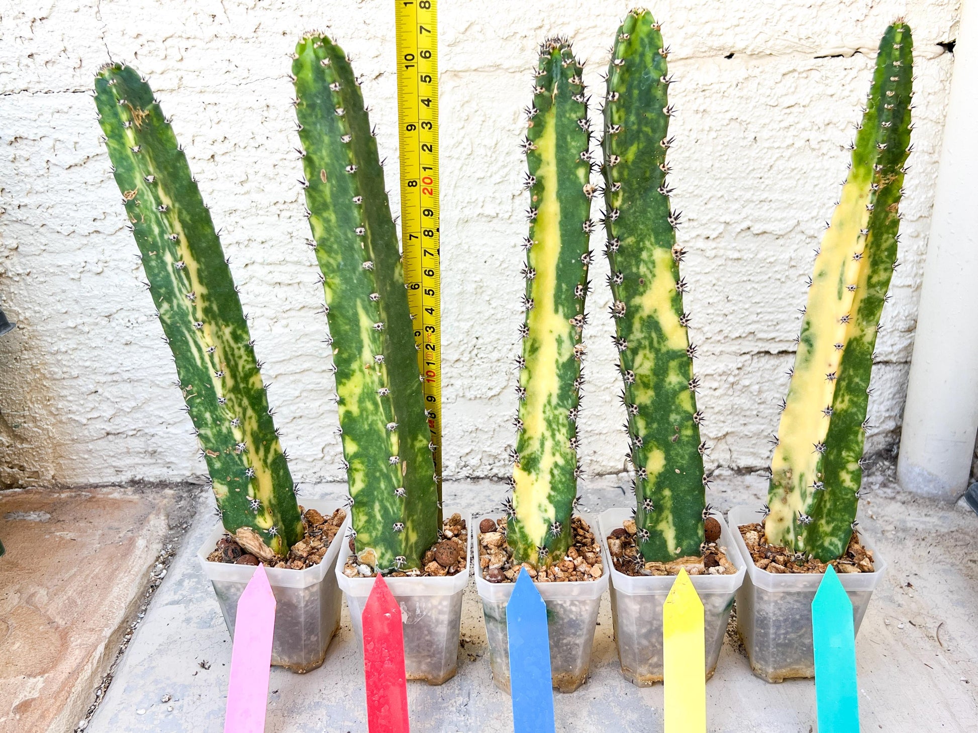 Harrisia Jusbertii Variegated | Imported Cactus | Rare Succulent