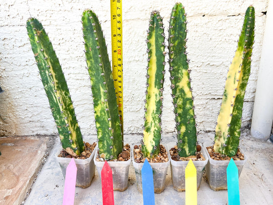 Harrisia Jusbertii Variegated | Imported Cactus | Rare Succulent
