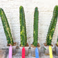 Harrisia Jusbertii Variegated | Imported Cactus | Rare Succulent