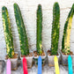 Harrisia Jusbertii Variegated | Imported Cactus | Rare Succulent