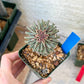 Monadenium Guentheri | Imported Cactus | Rare Succulent