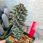 Monadenium Guentheri | Imported Cactus | Rare Succulent