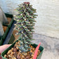 Monadenium Guentheri | Imported Cactus | Rare Succulent