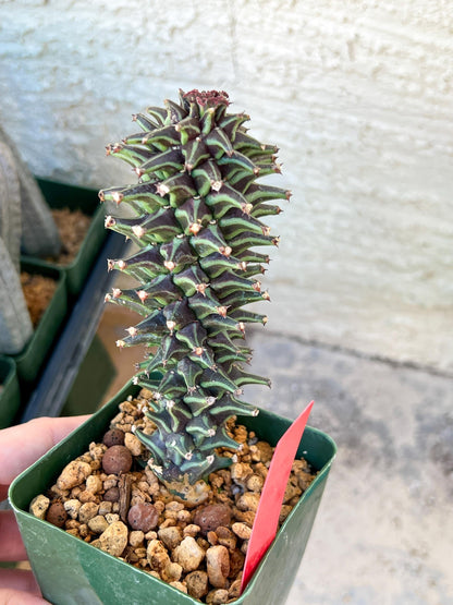 Monadenium Guentheri | Imported Cactus | Rare Succulent