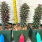 Monadenium Guentheri | Imported Cactus | Rare Succulent