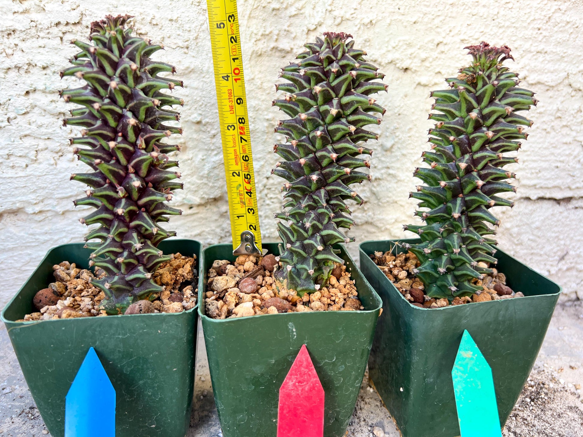 Monadenium Guentheri | Imported Cactus | Rare Succulent