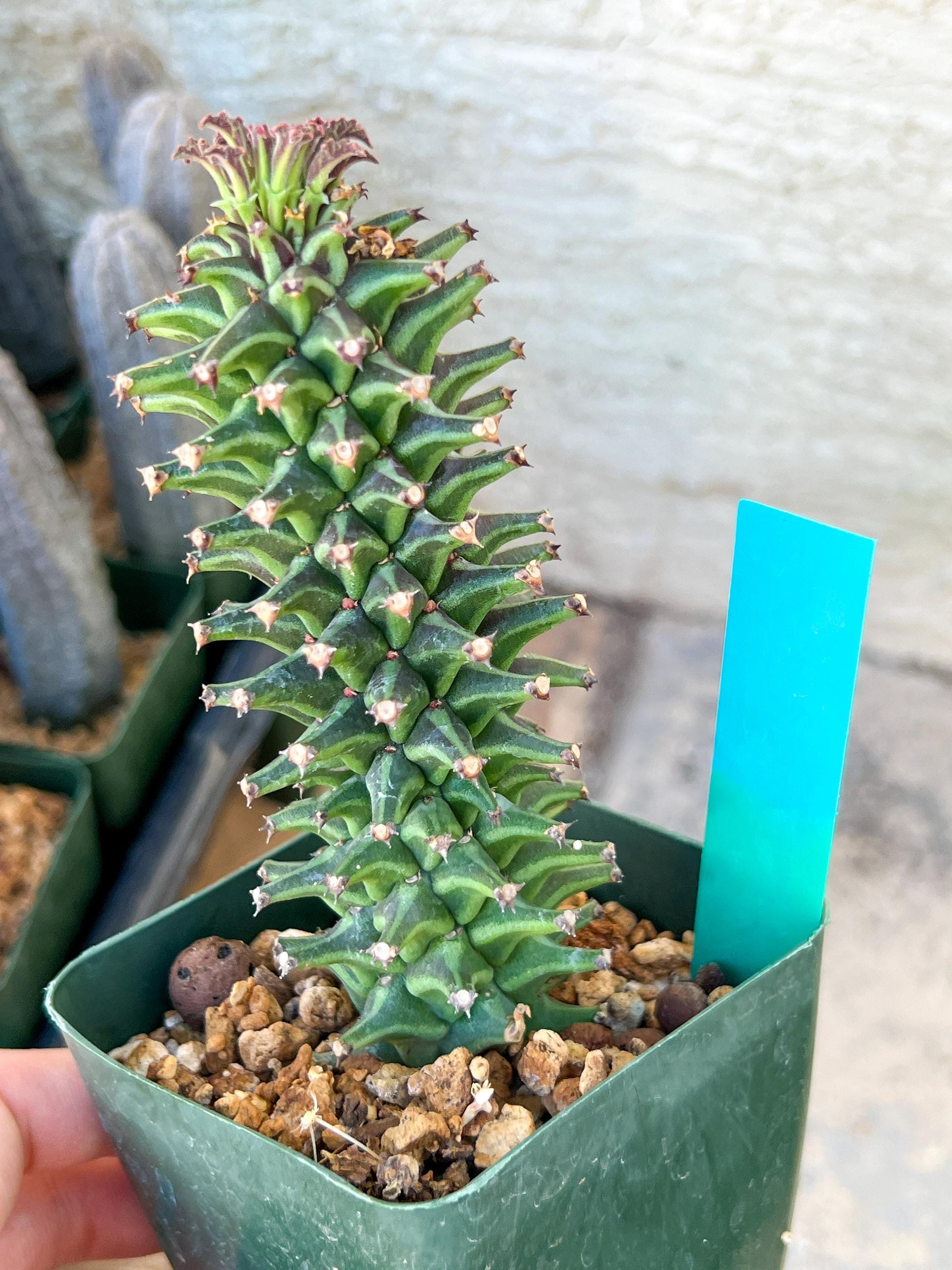 Monadenium Guentheri | Imported Cactus | Rare Succulent