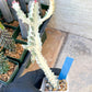 Large Euphorbia Lactea (G2) | Imported Cactus | Rare Succulent