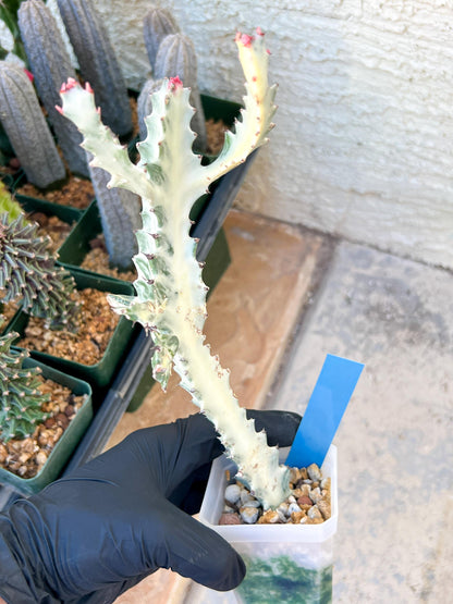 Large Euphorbia Lactea (G2) | Imported Cactus | Rare Succulent