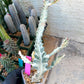 Large Euphorbia Lactea (G2) | Imported Cactus | Rare Succulent