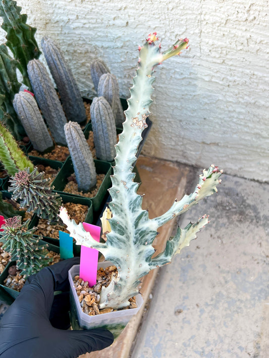 Large Euphorbia Lactea (G2) | Imported Cactus | Rare Succulent