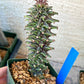 Monadenium Guentheri | Imported Cactus | Rare Succulent